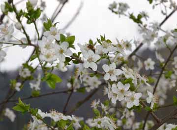 Beli češnjevi cvetovi