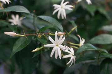 Beli jasmin