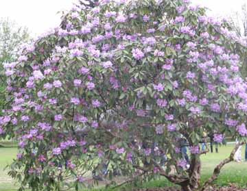 Cvetoči rododendron v arboretumu