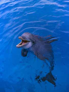 Delfini