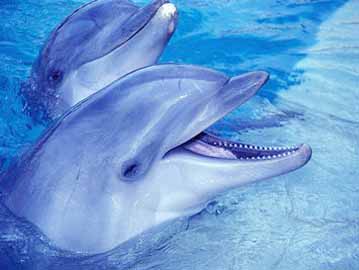 Delfini