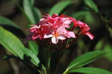 Havajski jasmin, roza
