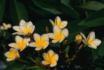 Indijski jasmin