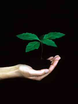 Iz zemlje raste življenje