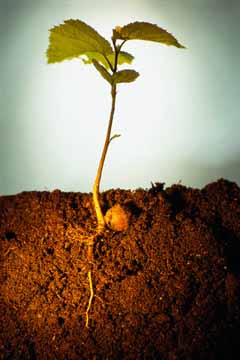 Iz zemlje raste življenje