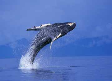 Kit
