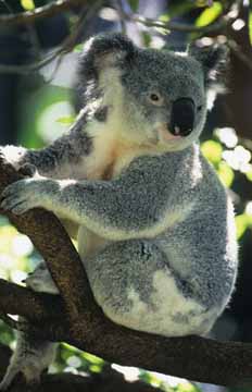 Koala