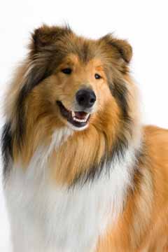 Lassie