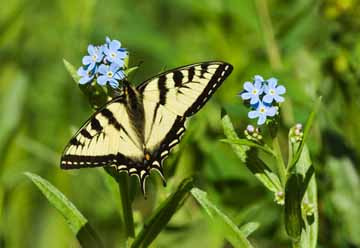 Metulj lastovičar in spominčice
