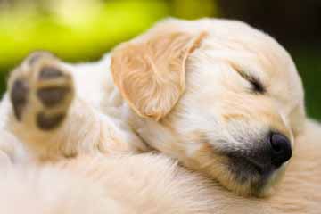 Mladič zlati prinašalec