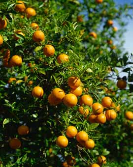 Nasad pomaranč, Andaluzija, Španija