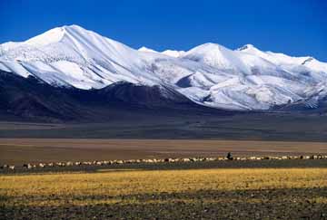 Nomadi in čreda ovc