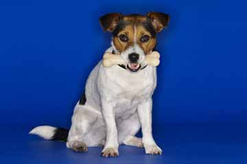 Pes Jack Russel