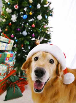 Psiček z Božičkovo kapo