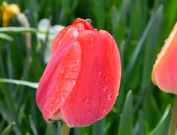 Rdeči tulipan v jutranji rosi
