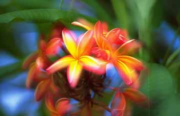 Rozasto rumeni jasmin