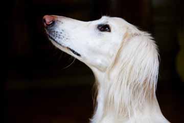 Saluki