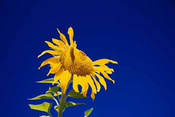 Sončnica