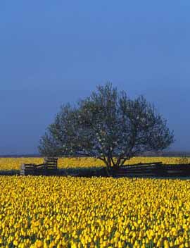 Tulipani