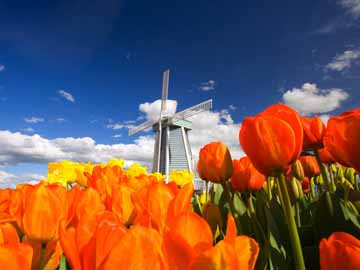 Tulipani