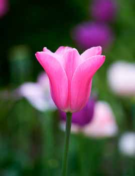 Tulipani
