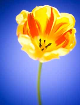 Tulipani