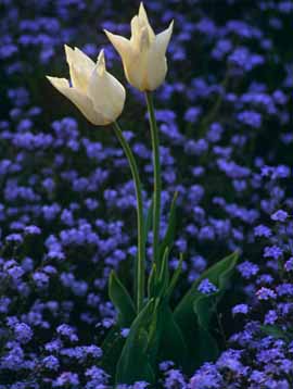 Tulipani