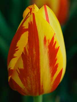Tulipani