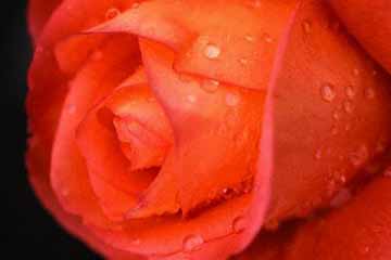 Vrtnica s kapliicami rose