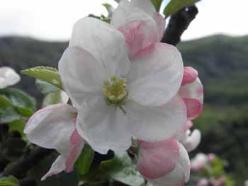 Lesnika - Bachove cvetne kapljice, re&scaron;ilno zdravilo