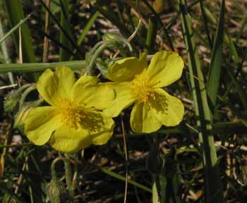Sončece - Bachove cvetne kapljice, re&scaron;ilno zdravilo