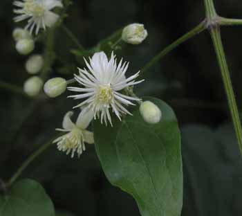 Srobot - Bachovo cvetno zdravilo, re&scaron;ilno zdravilo