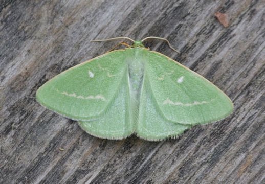 Smaragdni zelenček (Thetidia smaragdaria)