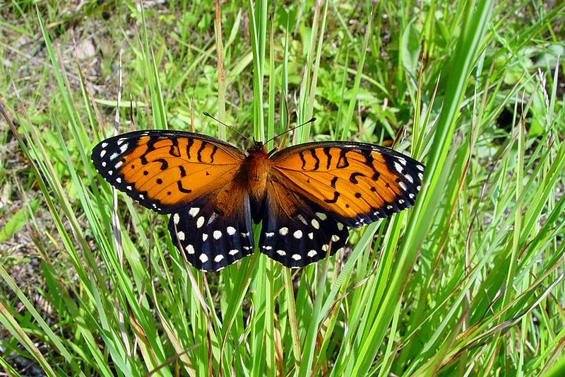 Bisernik (Speyeria idalia)