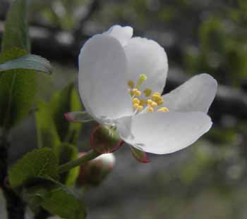 Če&scaron;njelika sliva - Bachove cvetne kapljice, re&scaron;ilno zdravilo