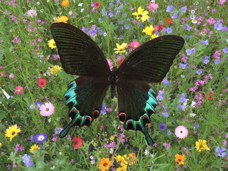   Filipinski lastovičar (Papilio chikae)
