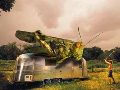 Žuželke prihodnosti?