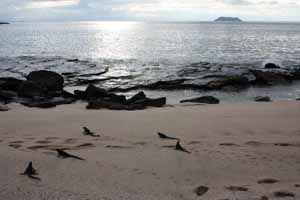 Galapagos