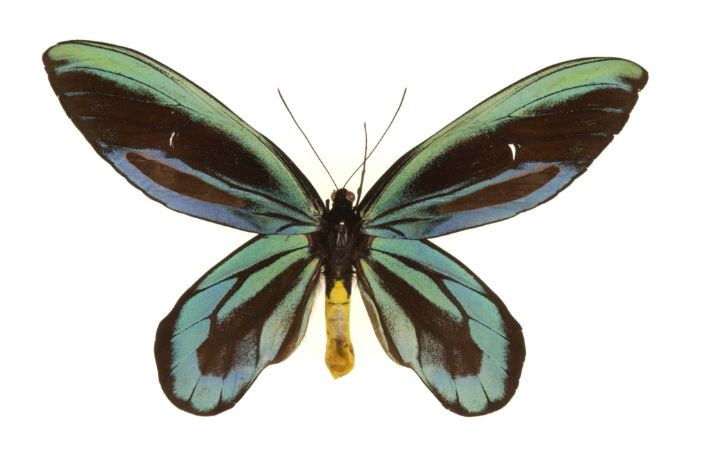 Aleksandrin ptičji metullj (Ornithoptera alexandrae)