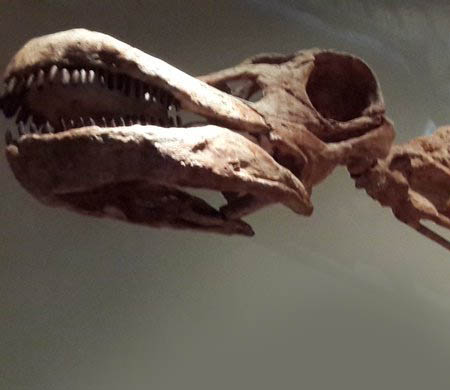 Dinozaver Patagotitan mayorum