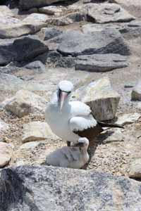 Galapagos