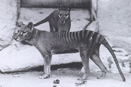 Tasmanski tiger Tasmanski tiger